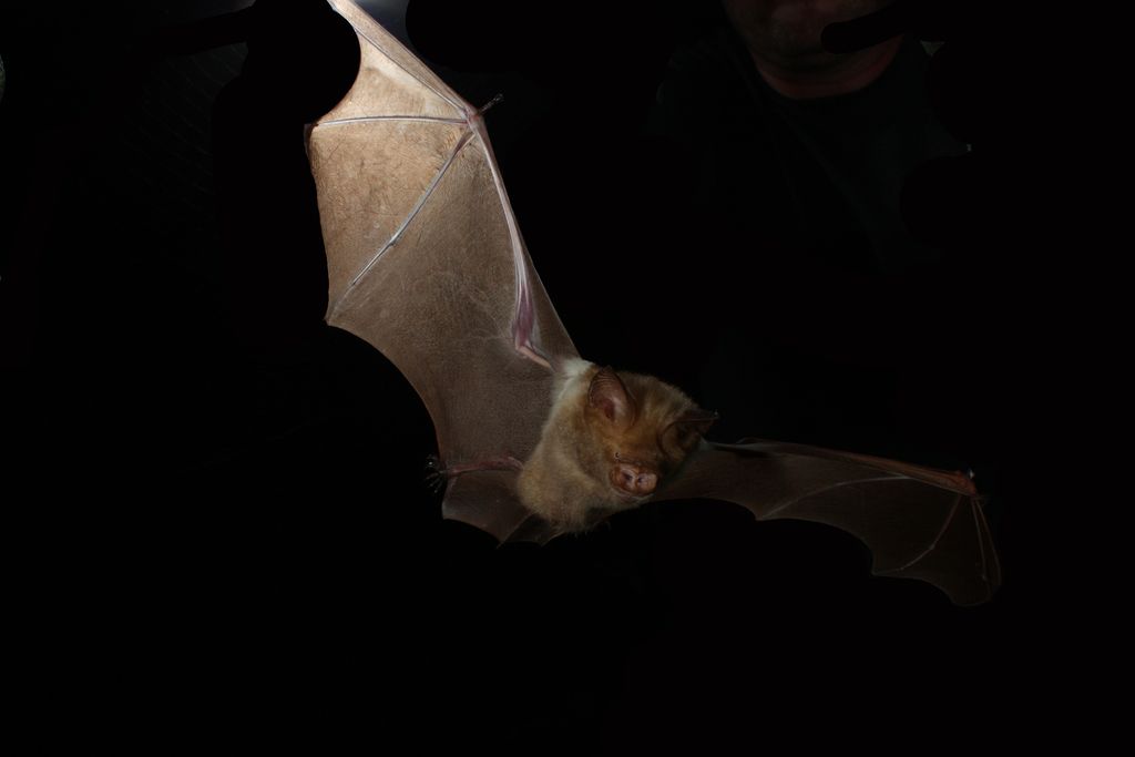 Fruit bats, like this one, previously thought to lack echolocation abilities, are now discovered to utilize sonar waves produced by their wing flaps for navigating in dark environments, according to recent research.