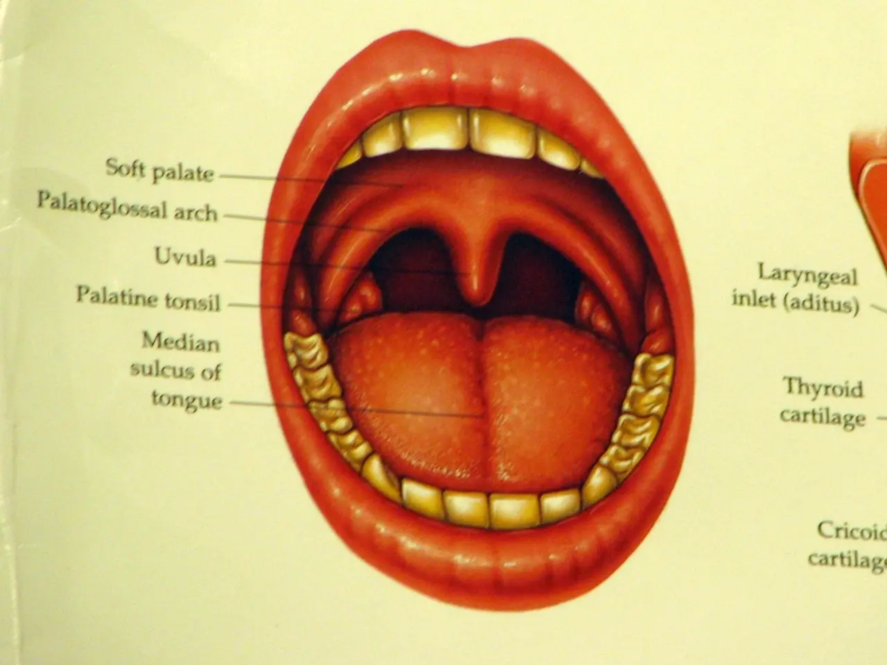 Mouth Cancer and Immune System Performance