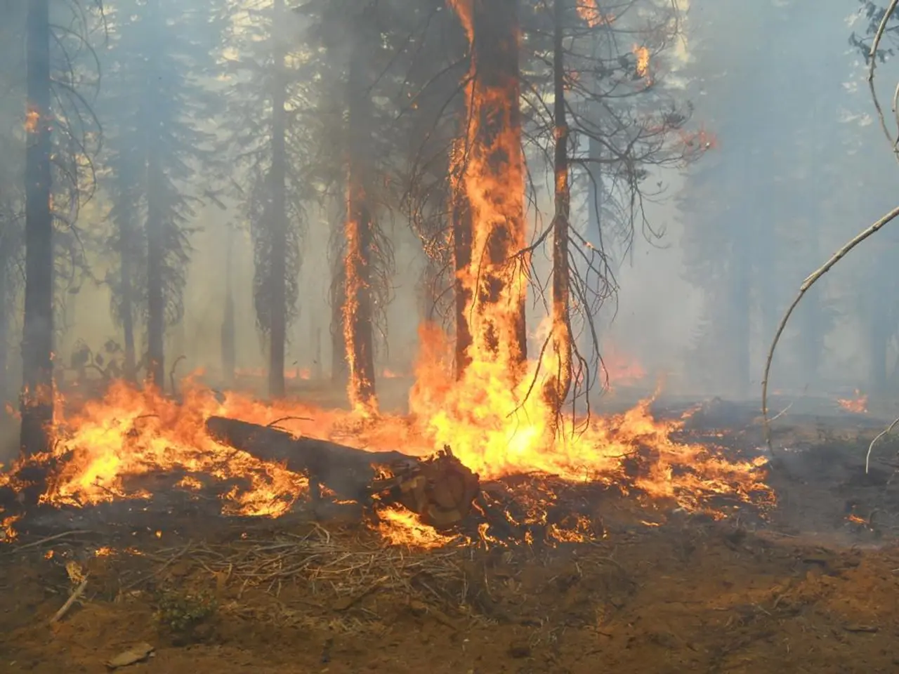 Forest fires are intensifying and contributing significantly to ongoing global deforestation.
