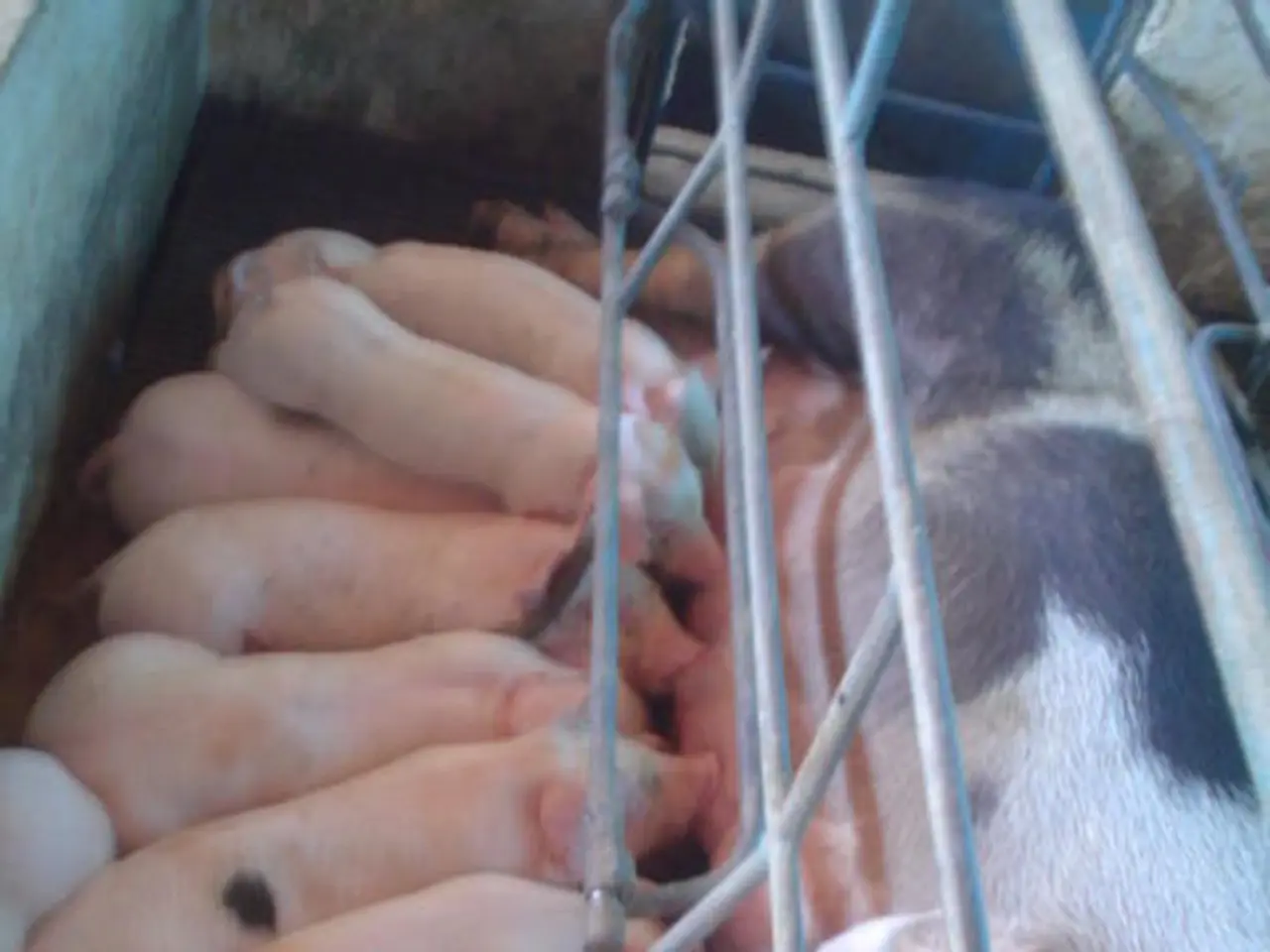 Antibiotic use in pig farming might be fostering antibiotic-resistant bacteria in humans, according...