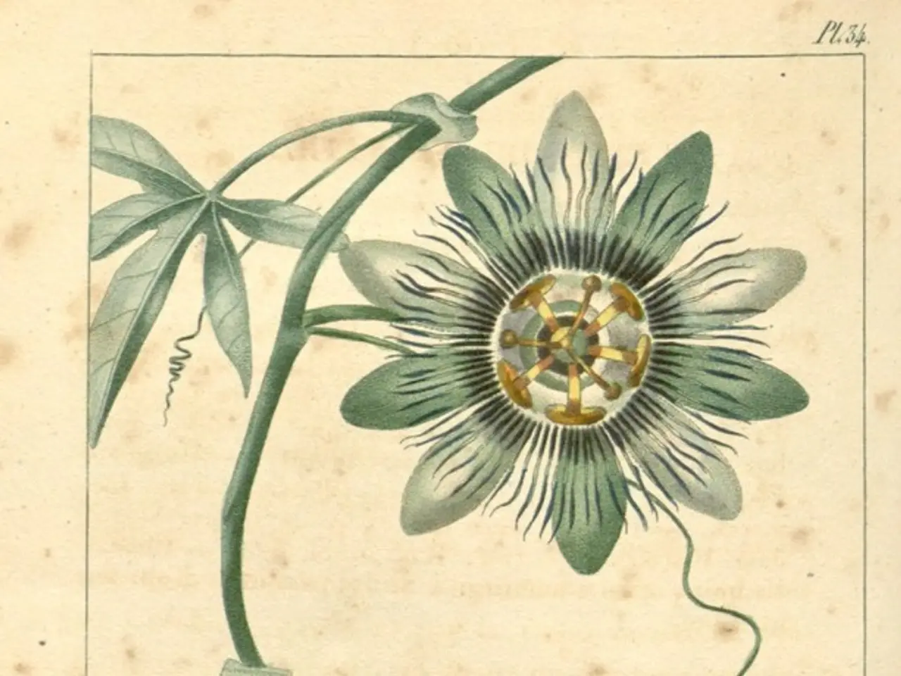 Cholesterol Composition: Explanation, Purpose, and Categories
