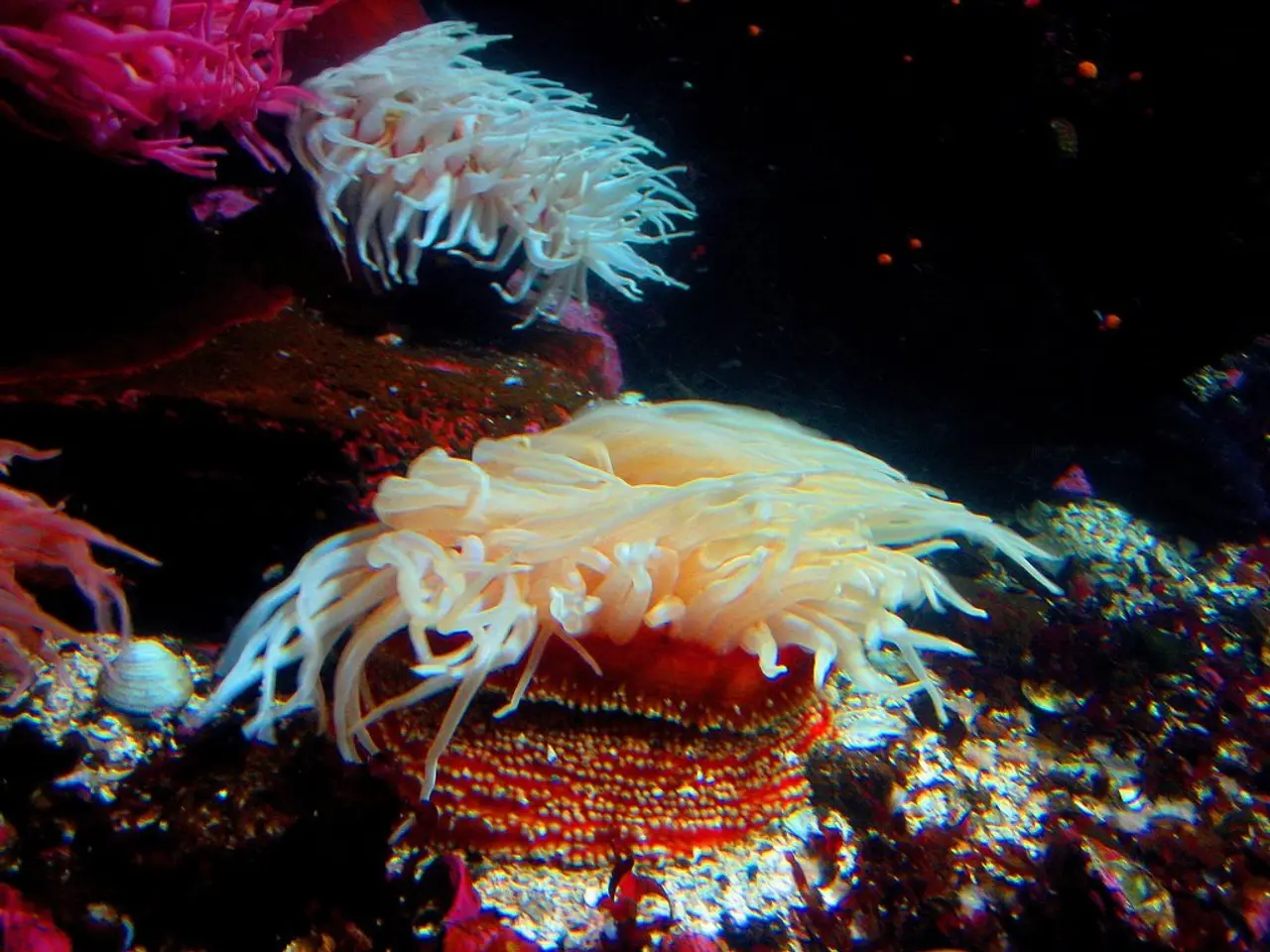Massive Coral Degeneration Strikes Australia's Great Barrier Reef Following Catastrophic Mass...
