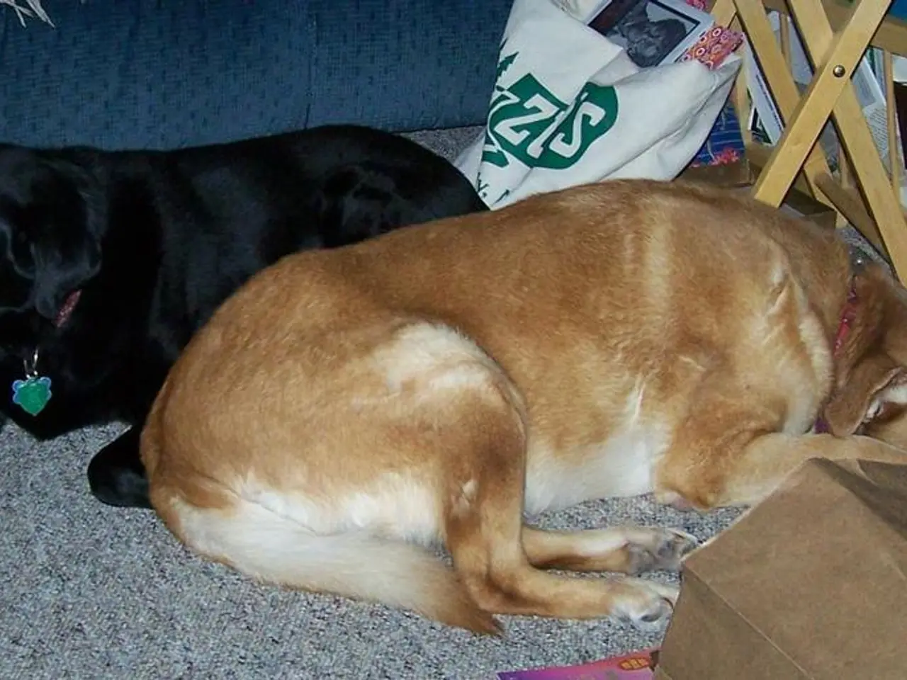 Dogs capable of experiencing allergic reactions?