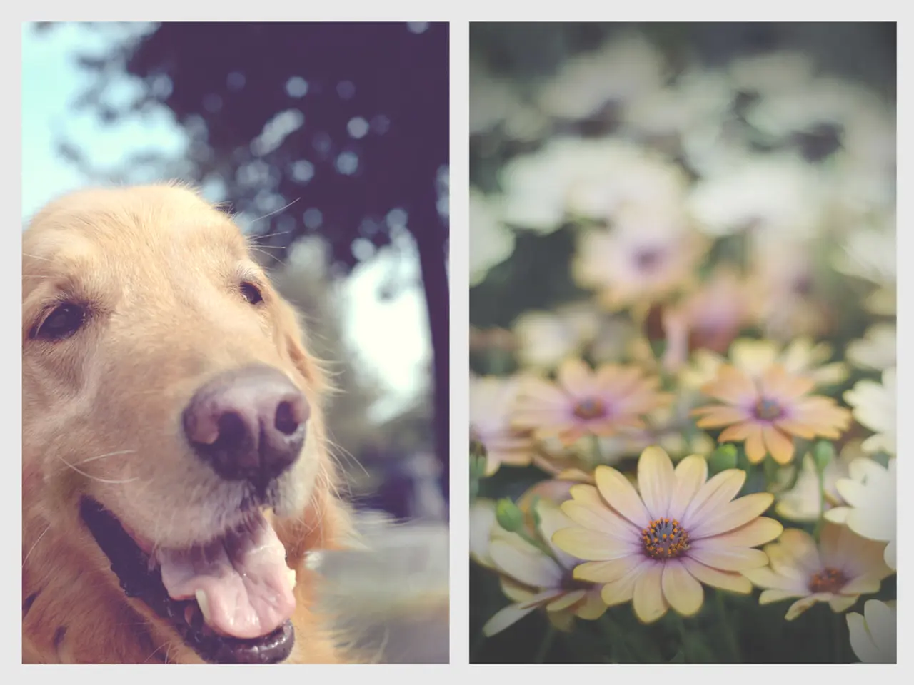 Dogs' Color Vision: Not as Simple as We Might Think