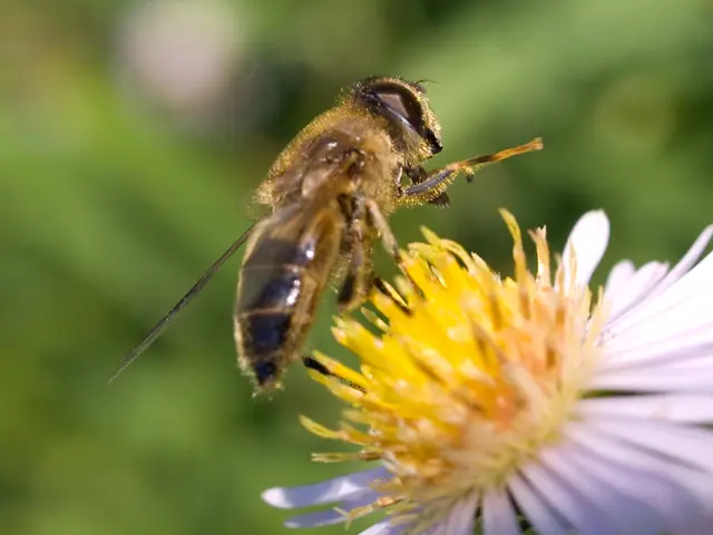 Diabetes safety concerns surrounding the consumption of honey.
