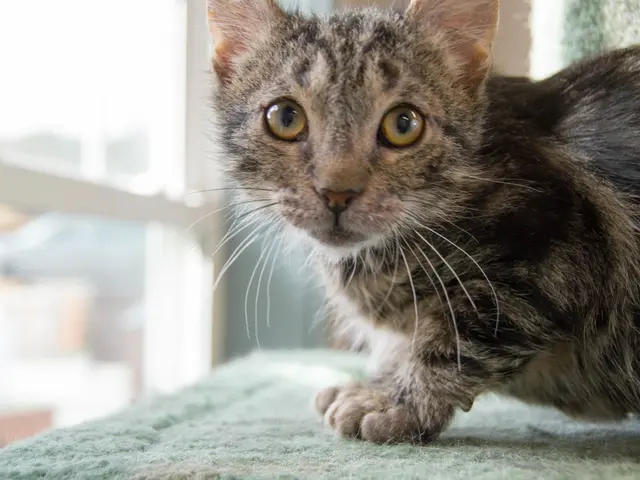 The Background and Application of PET Scans in Identifying and Treating Schizophrenia