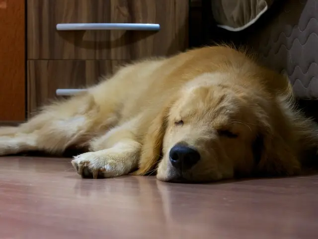 Understanding the Implications of a Canine Attack