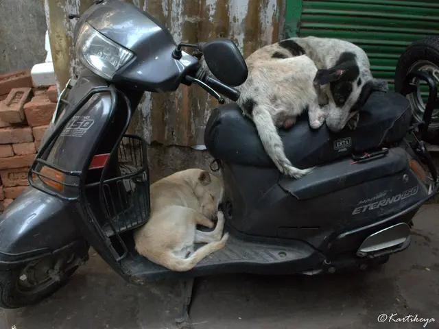 Feline Scooting: Explaining the Cause and Solutions, as Discussed by Veterinarians Emily...