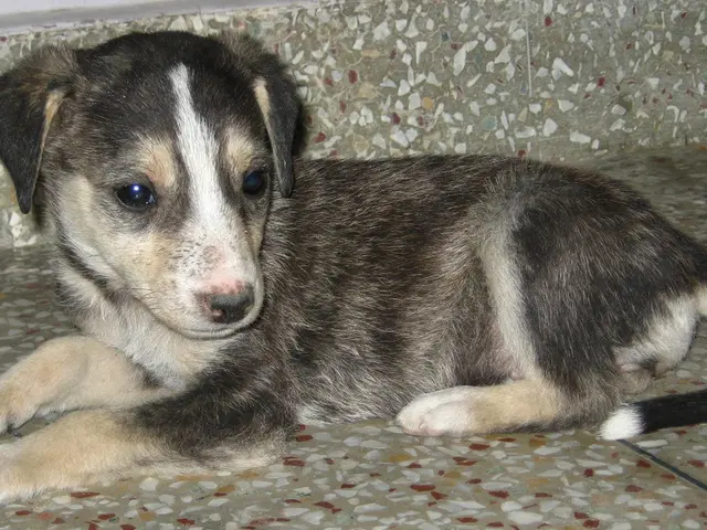 Struggling with feelings of sadness after adopting a puppy? Research indicates that "puppy blues"...