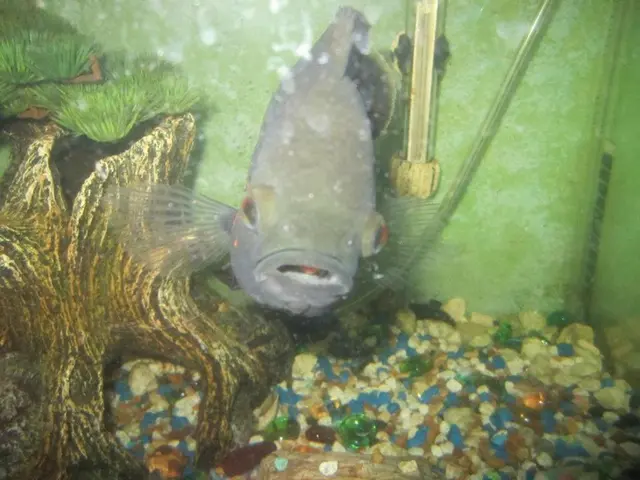 Astaxanthin compound (2a161j) detailed in study