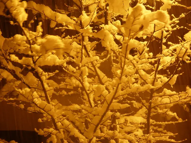 Winter Blues Explained: A Look into Seasonal Affective Disorder (SAD)