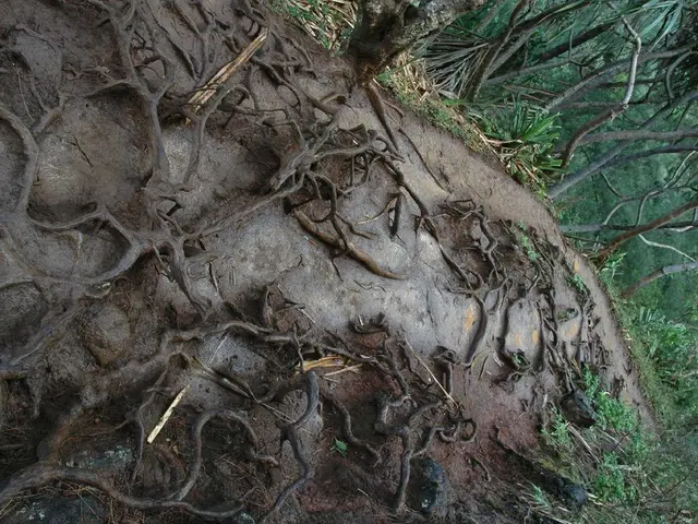 Firm Grip of Earth: How Plants Are Kept Stable