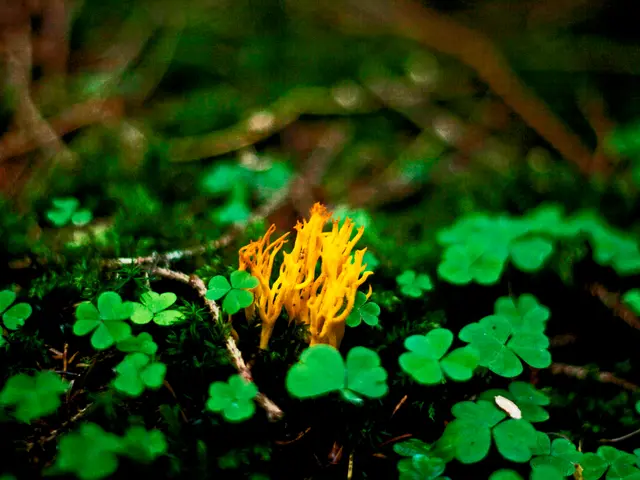 Secret of Plant Growth Unveiled Through Soil Study