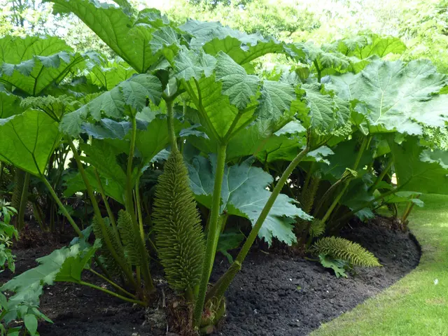 Soil-Based Nutrient Uptake in Plants: How They Absorb Necessary Nutrients from the Ground