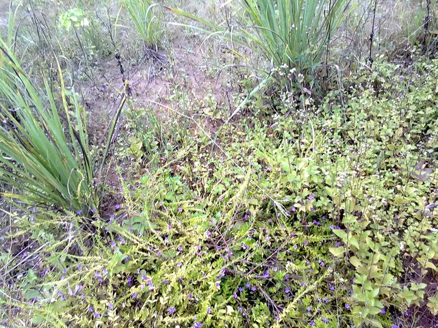 Uncovered Solar System Planet May Shatter Speculations and Dash Expectations for Planet Nine