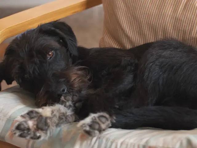 Most comfortable orthopedic dog beds ideal for elderly canines