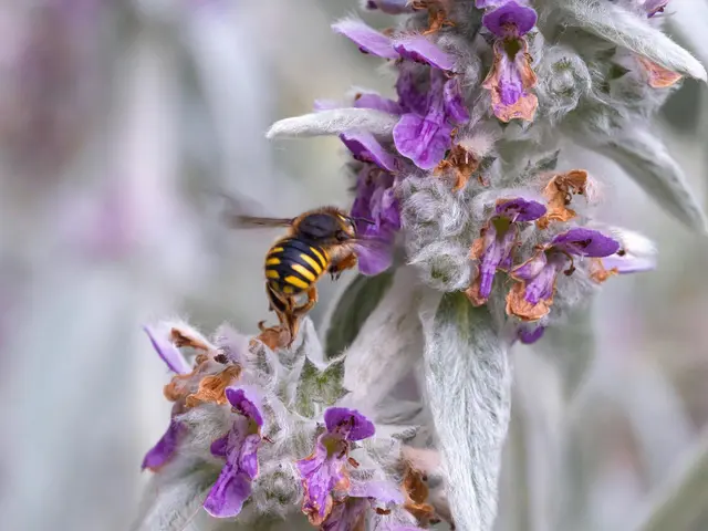 Manuka honey's significance lies in its prebiotic properties, meaning it nourishes beneficial gut...