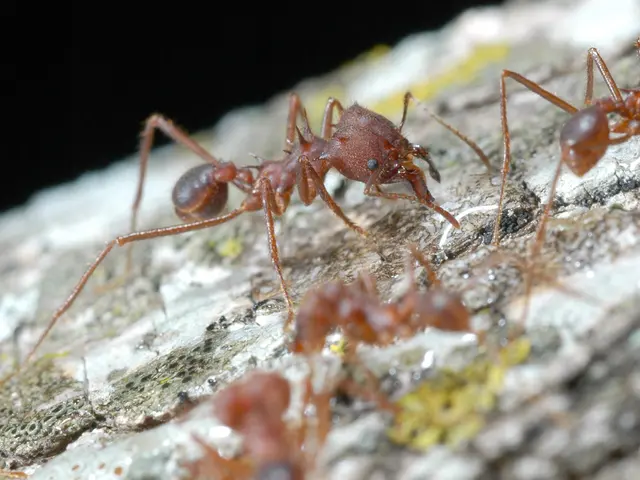 Ants on the march: Invasive species takes over homes and coastal areas in Hérault
