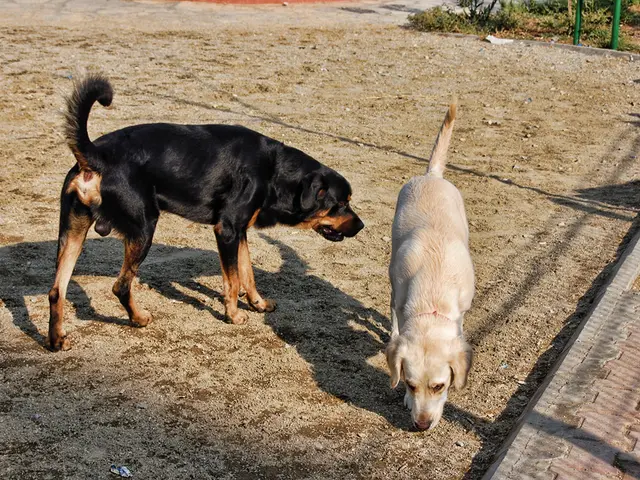 CBD Benefits for Pets: Details, Applications, and Important Factors