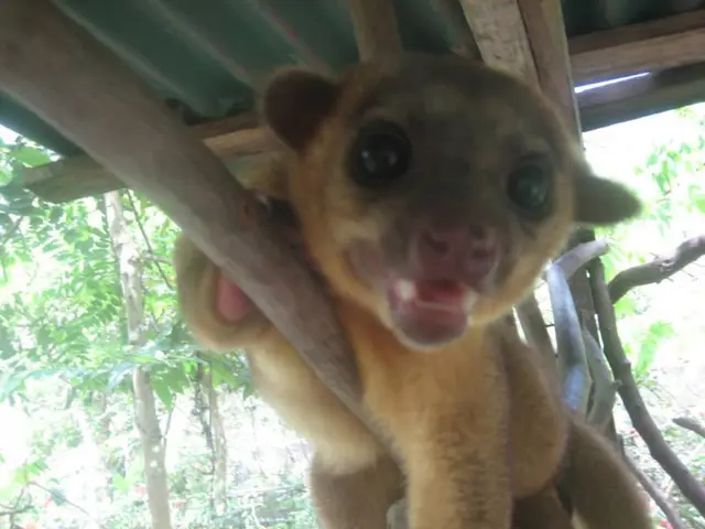 Emergency Care for Pets and Animals