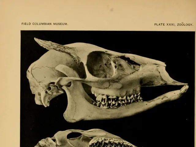Genetic traits derived from Neanderthals could be linked to a condition characterized by protrusion...