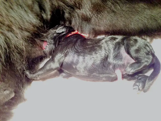 Two animal heads emerging from a single body are the product of "axial bifurcation," a phenomenon...