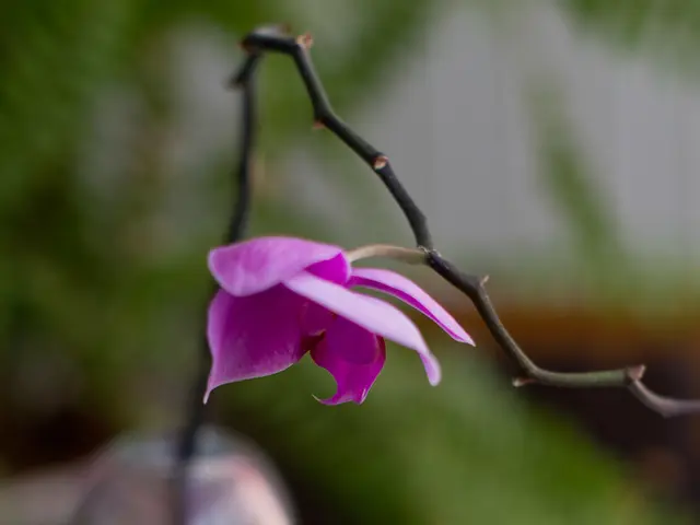 Reduce cholesterol levels with this all-natural dietary supplement