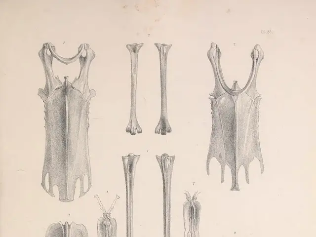 The Inner Workings of Humankind: The Purpose Behind Our Bony Structures