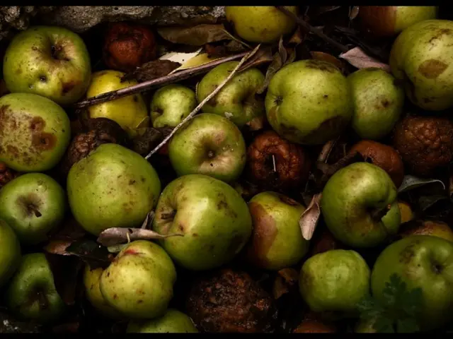 Ranking of Nutritious Dried Fruits: Top Recommendations by Nutritionists