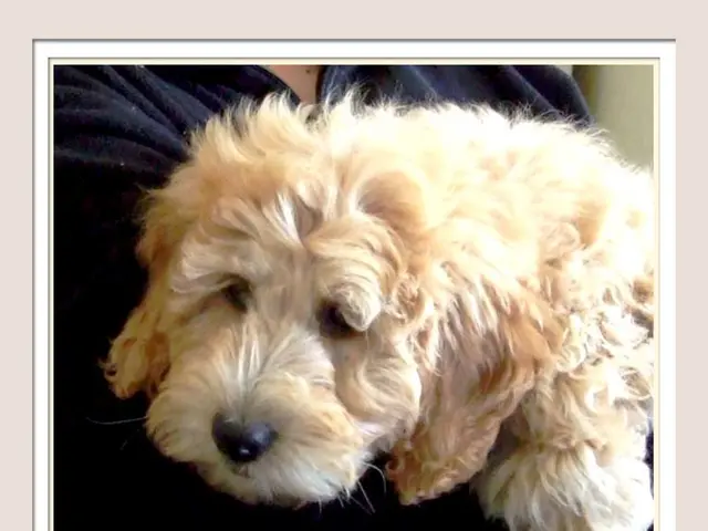 Guide on Dog Euthanasia: Exploring End-of-Life Options and Preparation