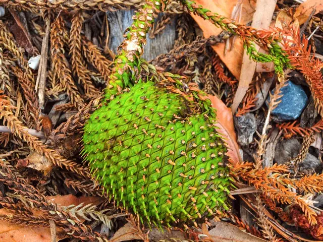 nutritionalinsights into plums: Information, advantages, and further details