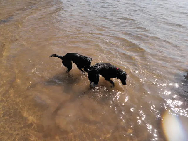 Unveiled by a vet: 6 critical strategies to avert dehydration in pets that every owner should be...