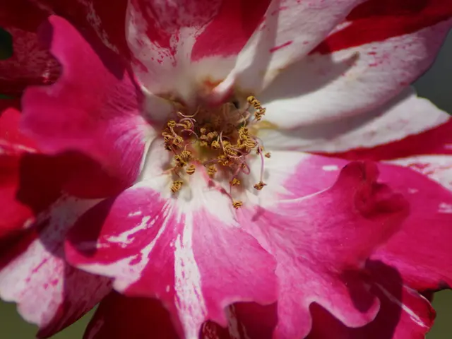 Amethyst Tinted Pink