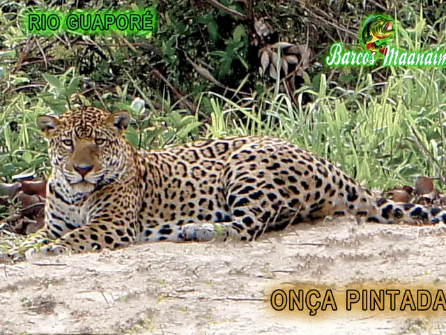 "A roundup on the methods by which fauna worldwide indulge in self-healing practices": Animal...