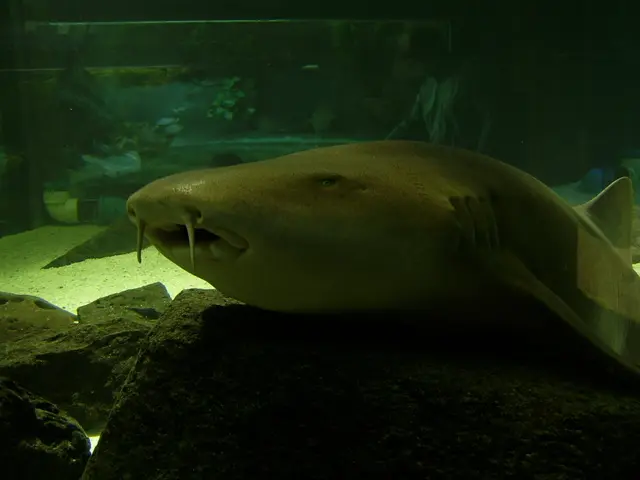 The Importance of Frequent Filter Replacements in Oxygen Concentrator Devices