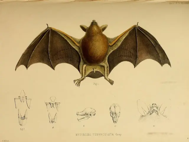 Identified: Virus in Bats