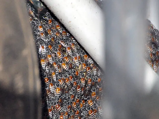 Sting of Bees for Arthritis: Insights from Scientific Studies