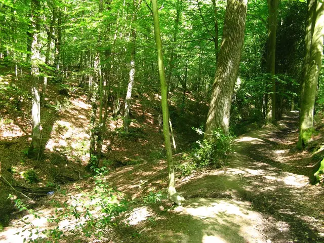 Deforestation in Colombia surges by 43%, with the Amazon region suffering most significantly.