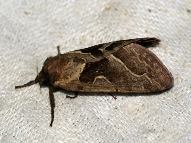 Strategies for Managing Symptomatic Lichen Nitidus in Both Adults and Pediatric Populations