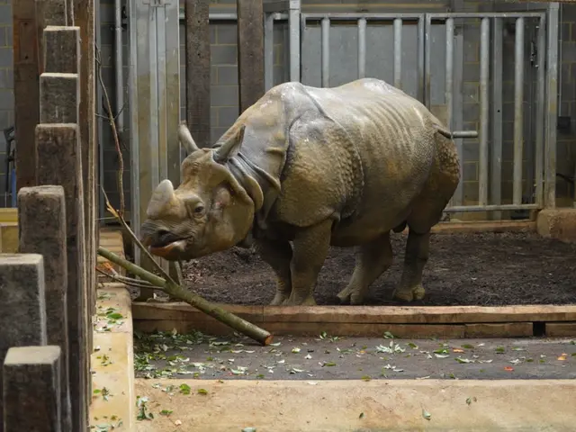 Rhinos equipped with radioactive horns in an attempt to deter illegal hunting