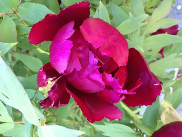 Therapy Options for Ovarian Cancer: Insight on Lynparza