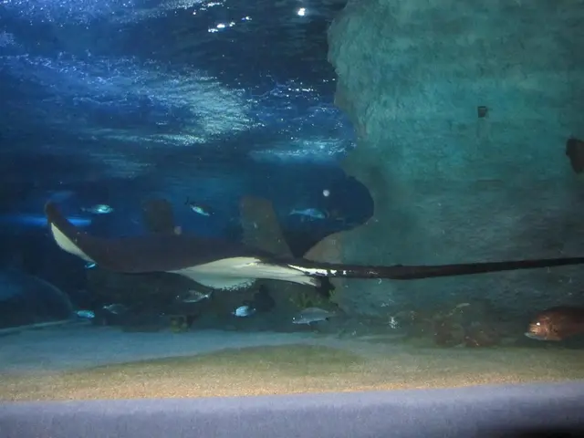 Hazardous Condition Warned at California's Renowned 'Surf City USA' Beach swim spot