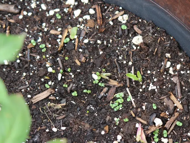 Nutrient Essentials for Fertile Soil: Promoting Thriving Vegetation