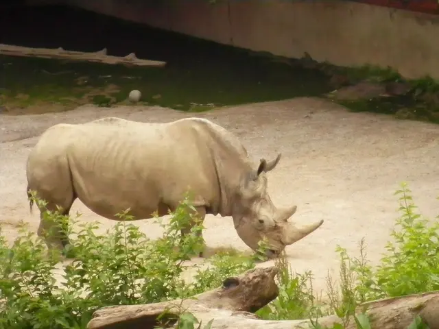 Scientists in South Africa render rhino horns radioactive to combat poaching