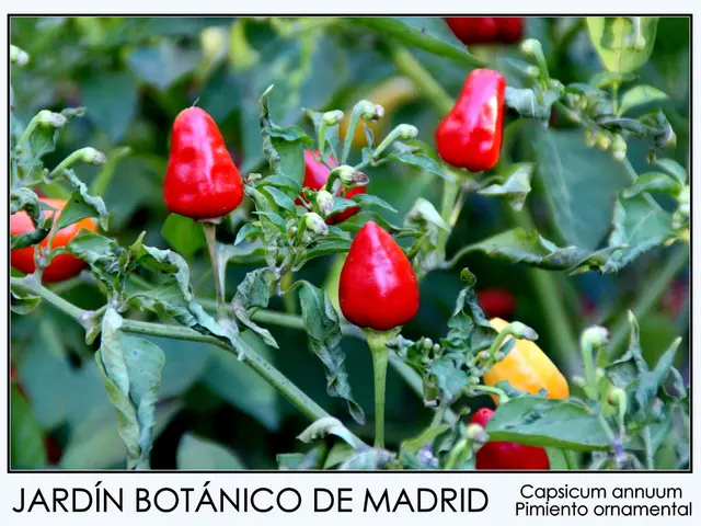 Question investigating the potential role of milk thistle in managing breast cancer therapy.