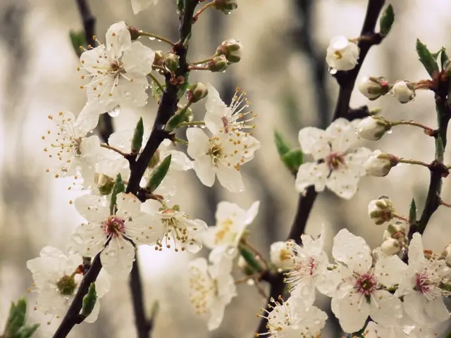 Explore the Potency of CBD Blossoms - A Natural Path to Health and Tranquility