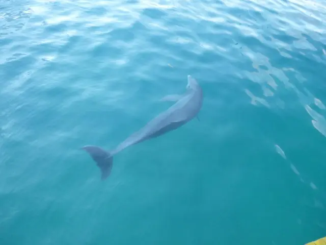 United States Report on Mass Beachings of Marine Mammals from 2022 to 2023