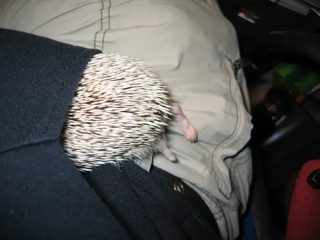 Potential Health Risks from Pets: Strategies for Prevention