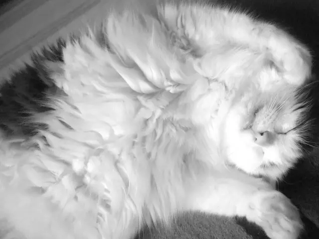 Cat Vomiting White Foam: An Examination by Kathryn Heigel-Meyer, DVM, Reviewed by Brittany...