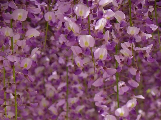 Umbilical Cord Blood Stem Cells: A Comprehensive Look at These Potent Cellular Elements